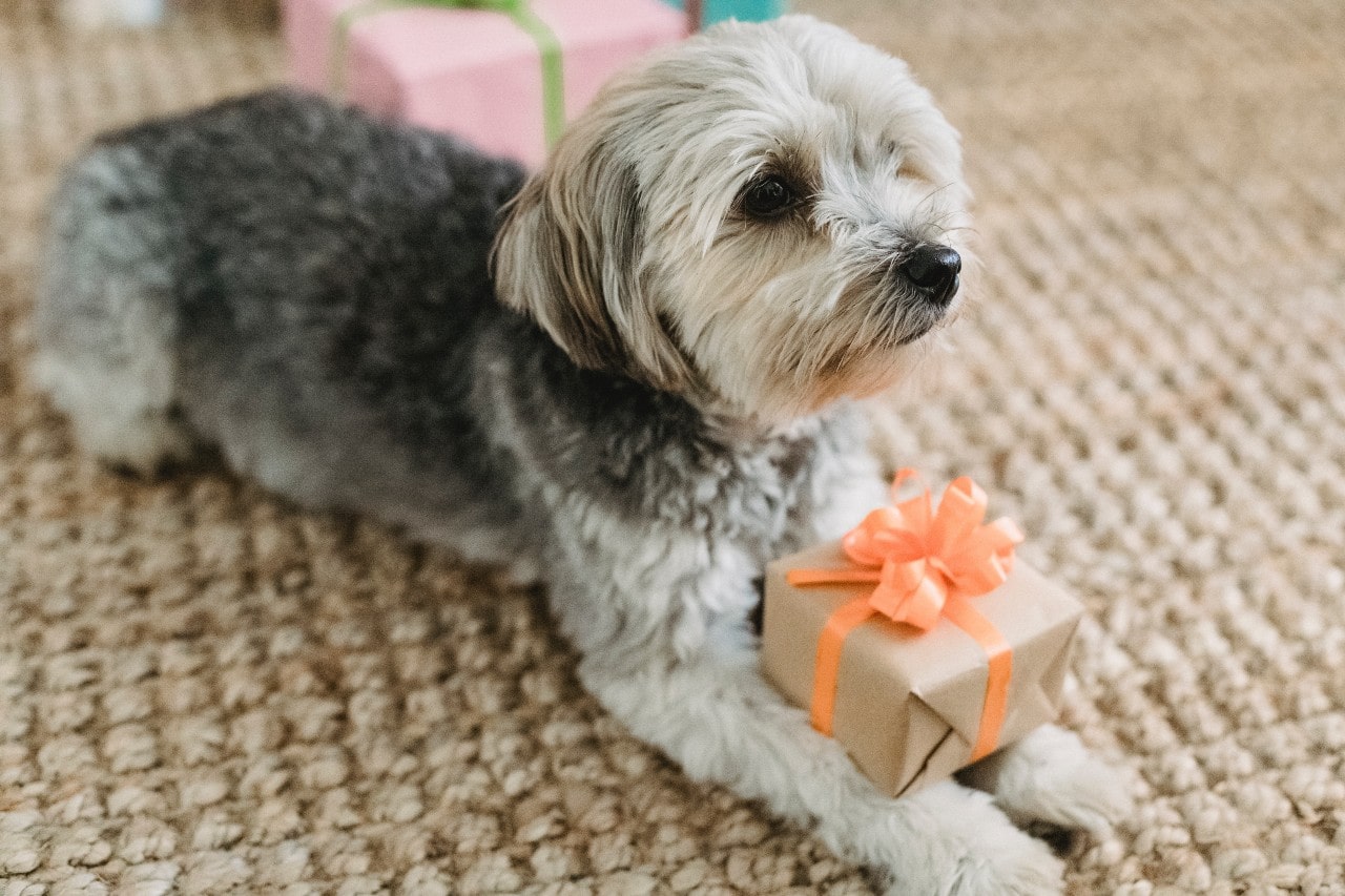 A small dog lying on a carpet, while a small gift with an orange ribbon rests on his paws.
